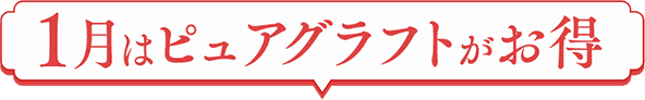 1月はピュアグラフトがお得
