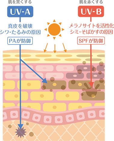 紫外線によるコラーゲン破壊