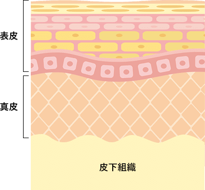 ちりめんじわができるメカニズム