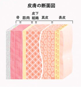 皮膚の断面図