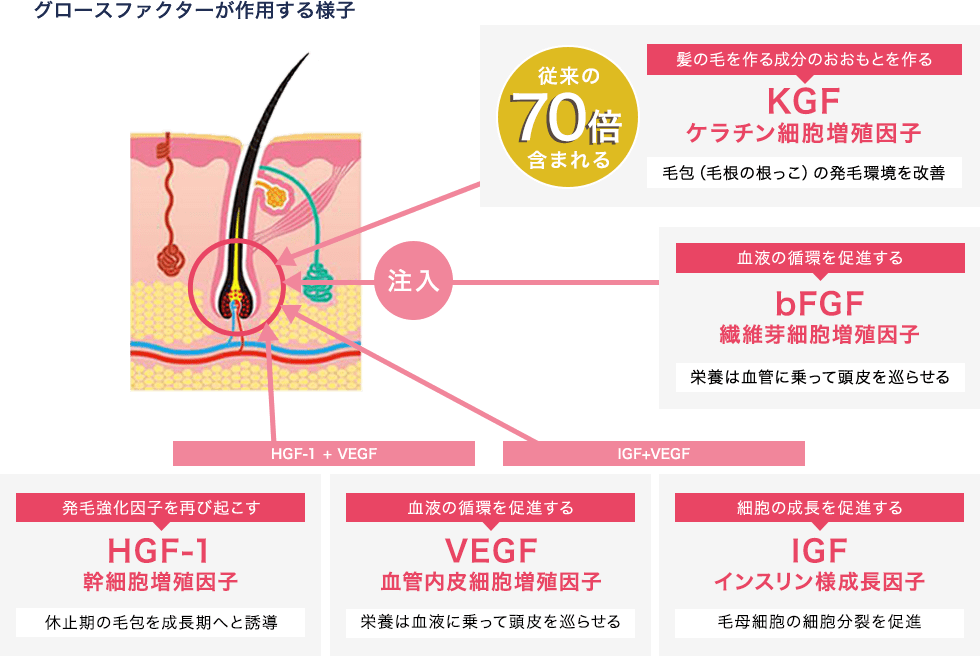 成長因子BENEV
