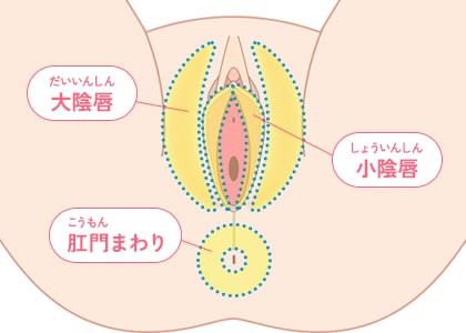 大陰唇 小陰唇 肛門まわり
