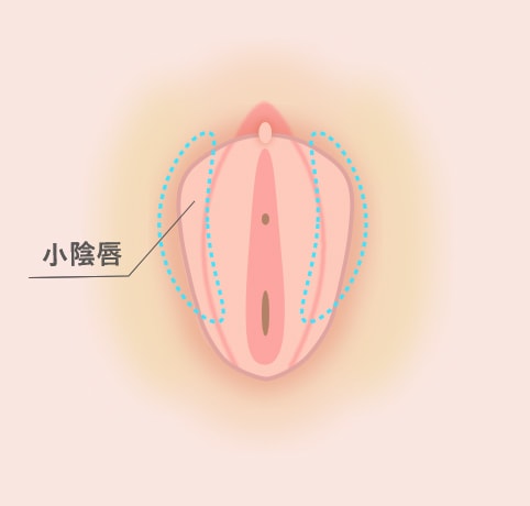 小陰唇とは イメージ