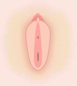 小陰唇 イメージ