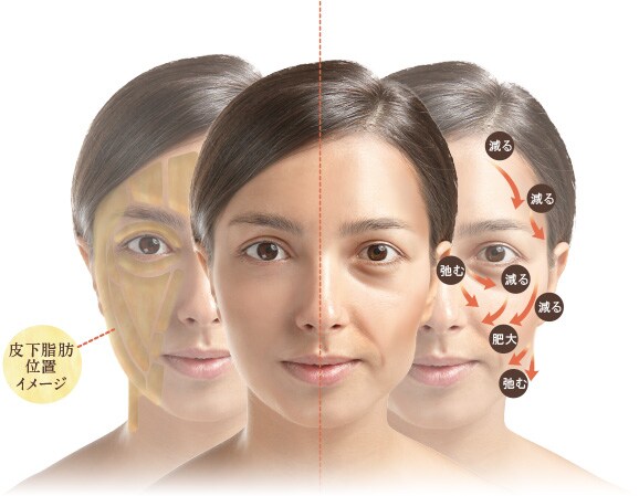 脂肪の変化イメージ