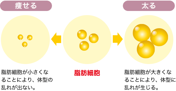 脂肪細胞による痩せる・太る