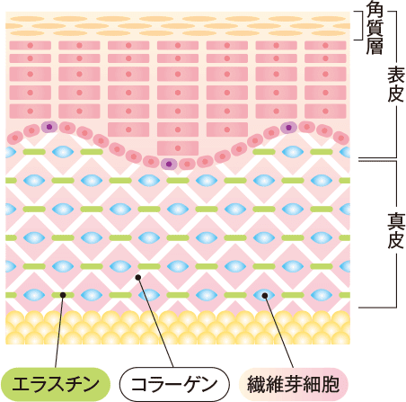 腸活ダイエットサプリメントCorrm（コルム）｜内服・外用薬・その他