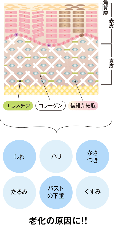 腸活ダイエットサプリメントCorrm（コルム）｜内服・外用薬・その他