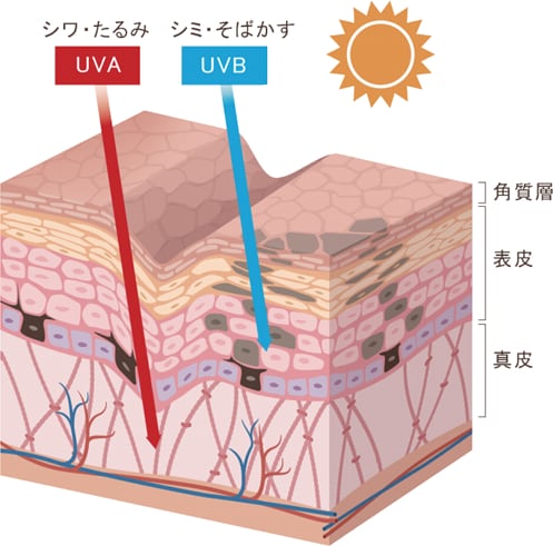 SBC MEDISPA ホワイトサプリメント(飲む日焼け対策・透明感)｜内服