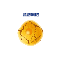 脂肪細胞を破壊