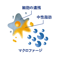 破壊された脂肪を分解
