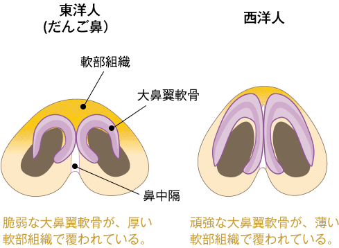 鼻尖形成術3d法 鼻整形なら湘南美容クリニック 公式