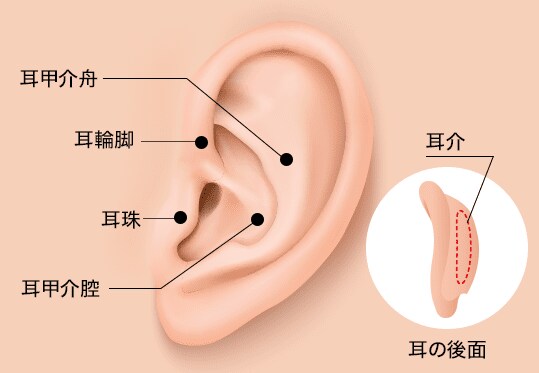 耳介軟骨