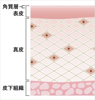 肌は3重構造で成り⽴っている イメージ画像