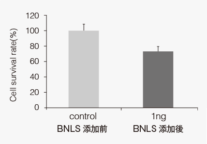 BNLSによる脂肪細胞の割合変化