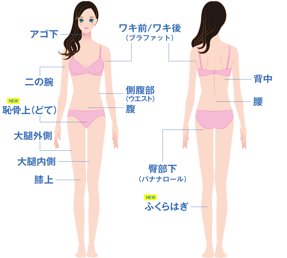 クールスカルプティングR エリート（クルスカダブル）の施術対象部位