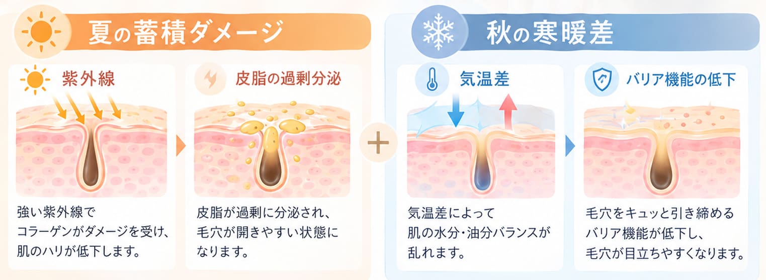 秋の毛穴目立ちメカニズム