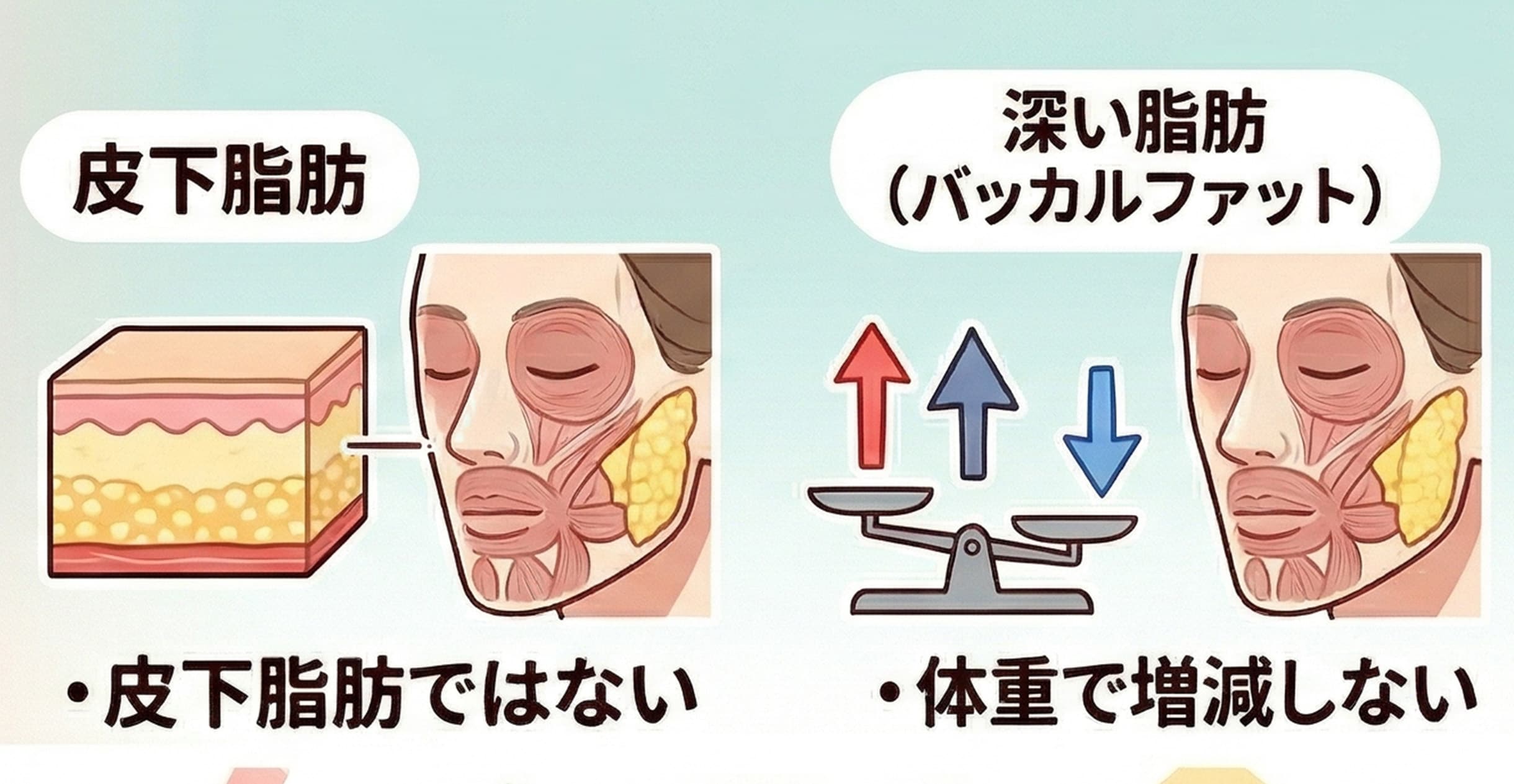 バッカルファットの正体（ここが重要）