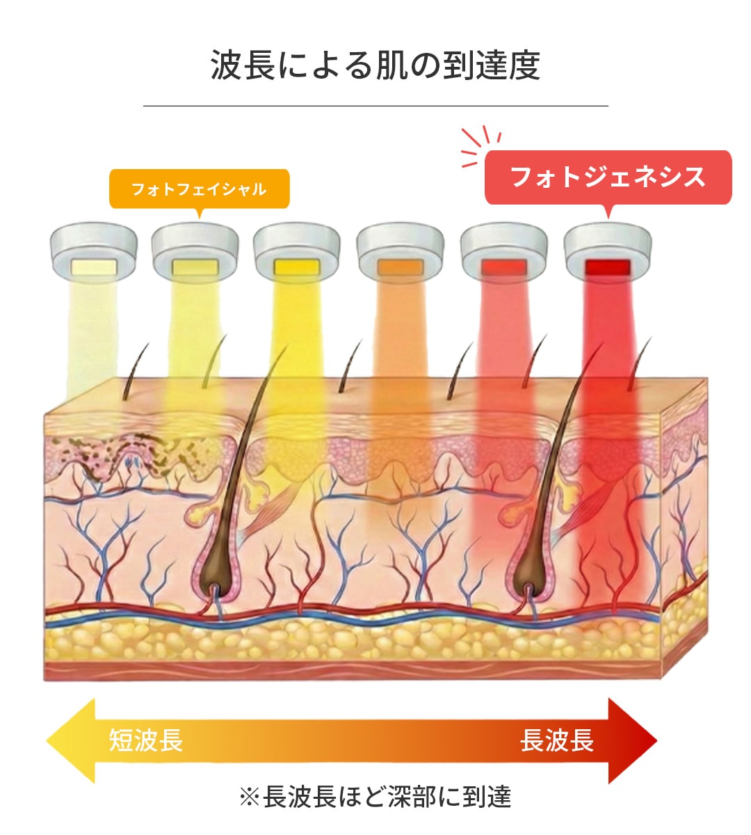 波長によって肌の到達度の違い
