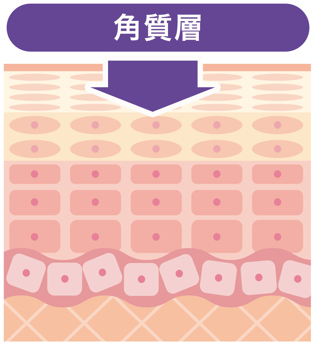 サリチル酸の届く層