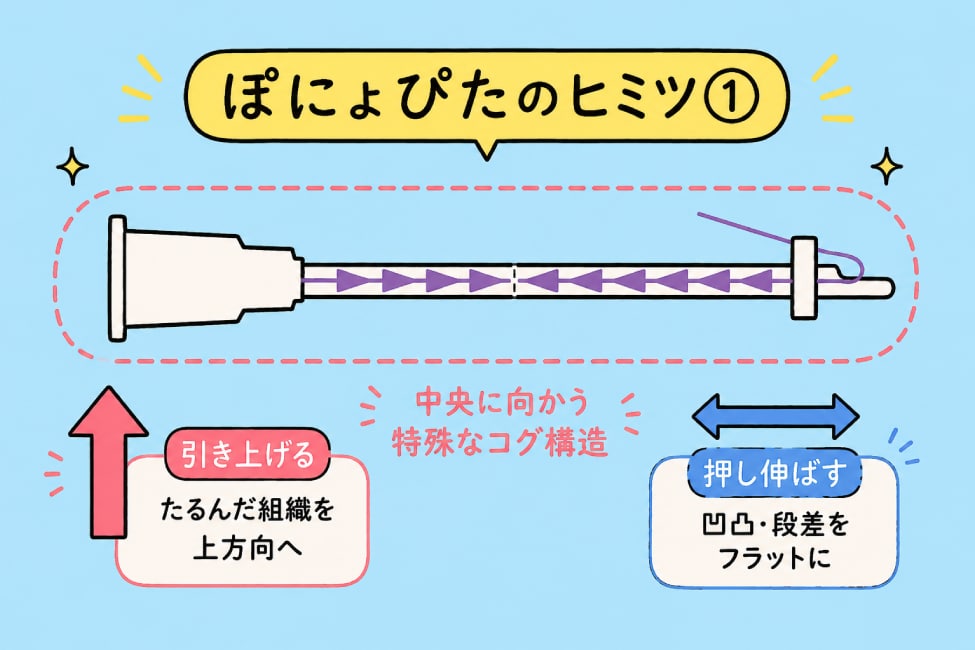 「引き上げる×押し伸ばす」のW作用