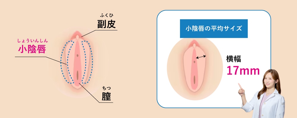 藤沢院でできる婦人科形成術