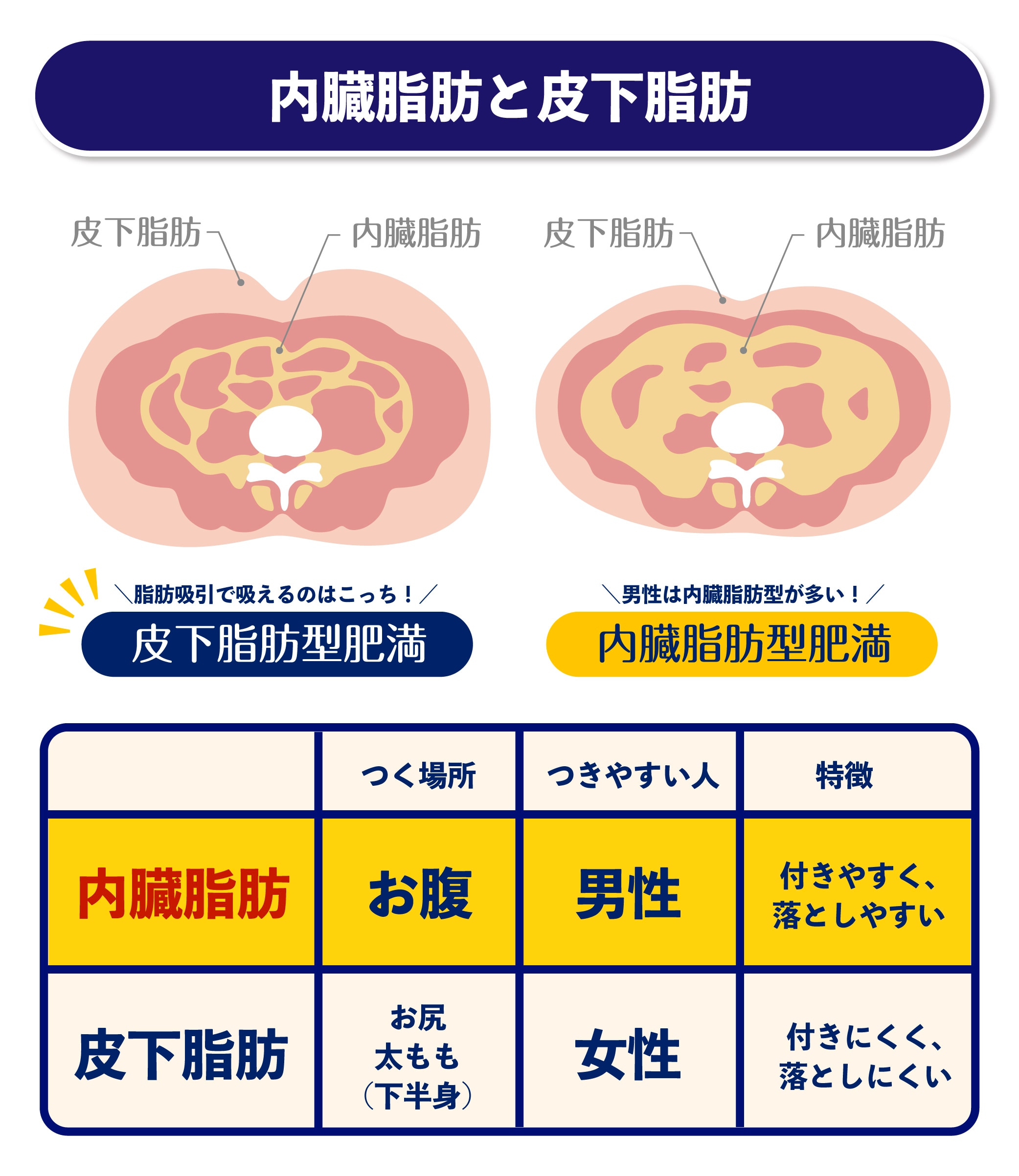 皮下 脂肪 内臓 脂肪
