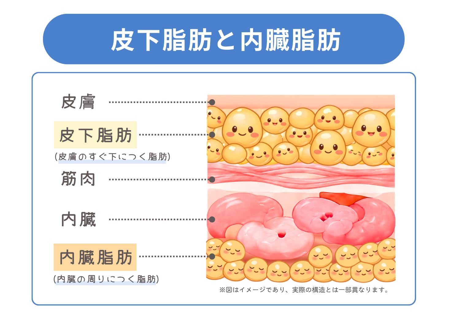 同じ脂肪でも、違います！
