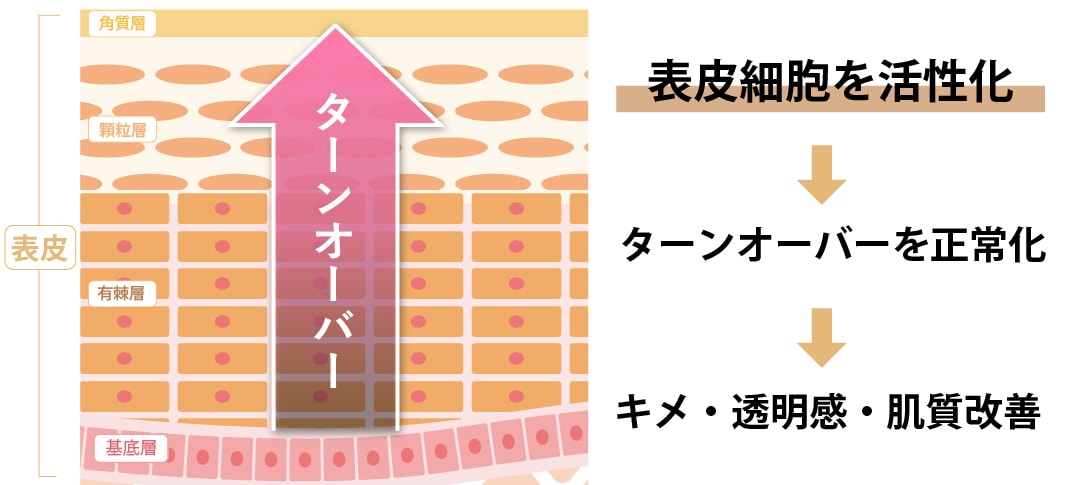 表皮細胞を活性化して「透明感」と「キメ」を整える