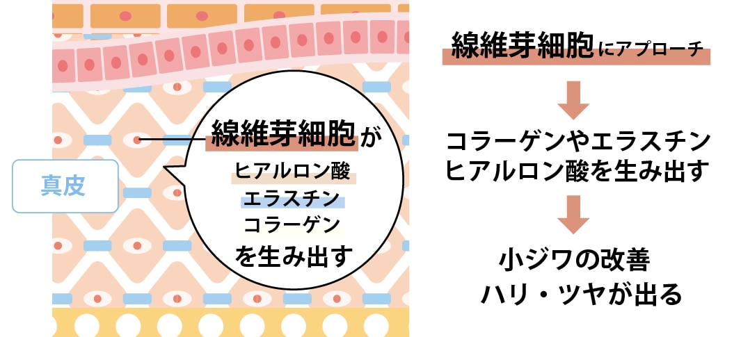 線維芽細胞に直接アプローチして「弾力」を生み出す