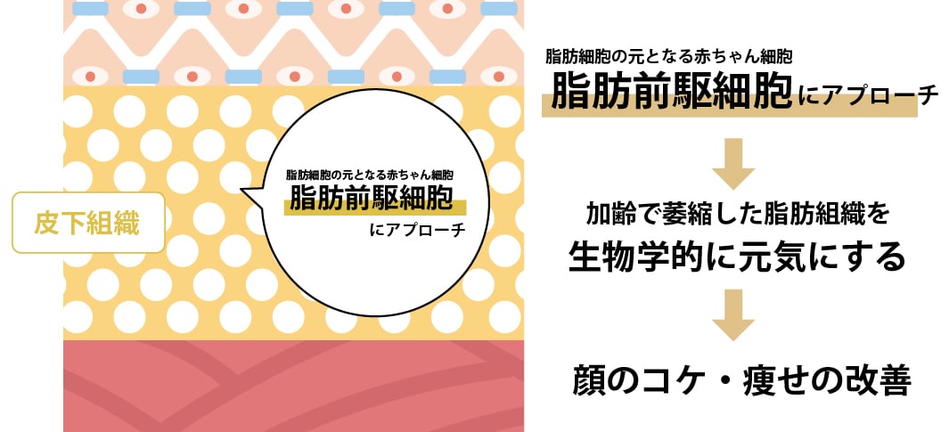 脂肪前駆細胞にアプローチして「ふっくら感」を取り戻す