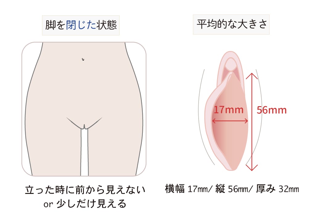平均的な形・大きさ
