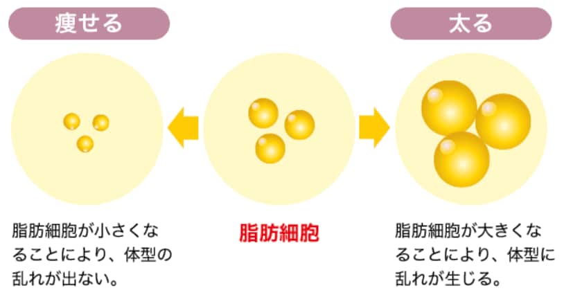 太る・痩せるの鍵は脂肪細胞の数