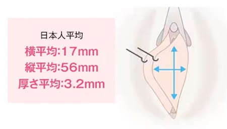 小陰唇(しょういんしん）の平均の大きさは？