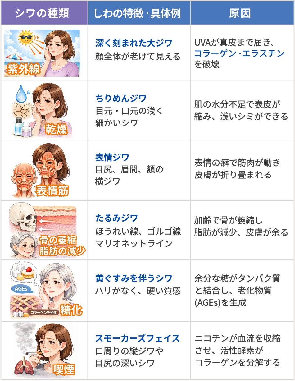 【診断】シワができるメカニズム一覧