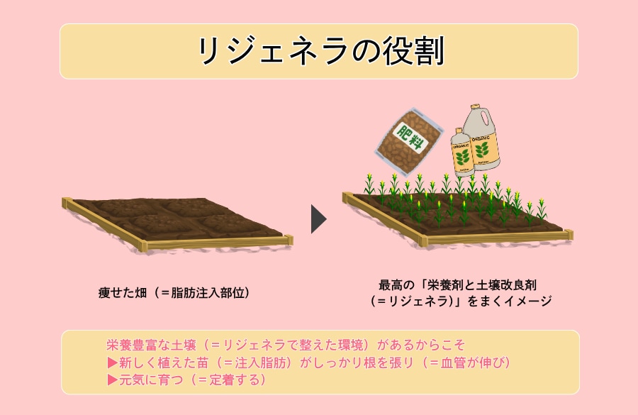 リジェネラの役割