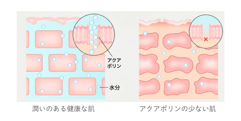 ヒミツ③：水の通り道「アクアポリン3」の発現量増加