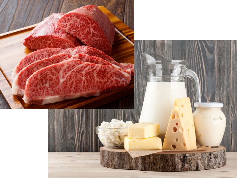 お肉や乳製品をよく食べる