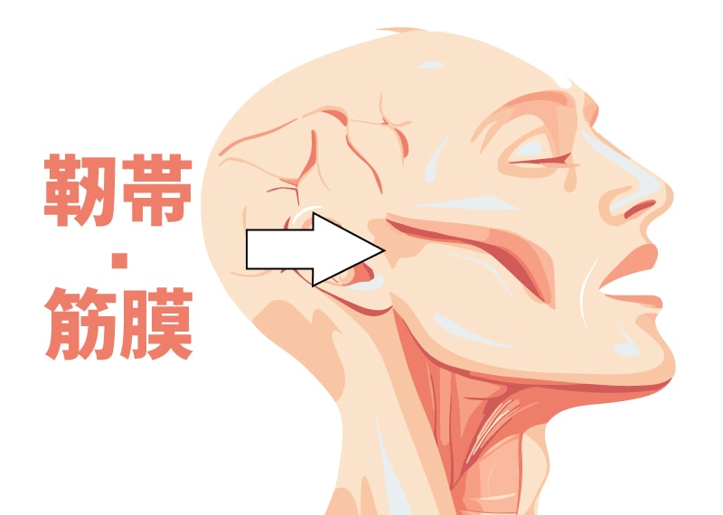 原因④:支持靭帯(リガメント)と筋膜の衰え