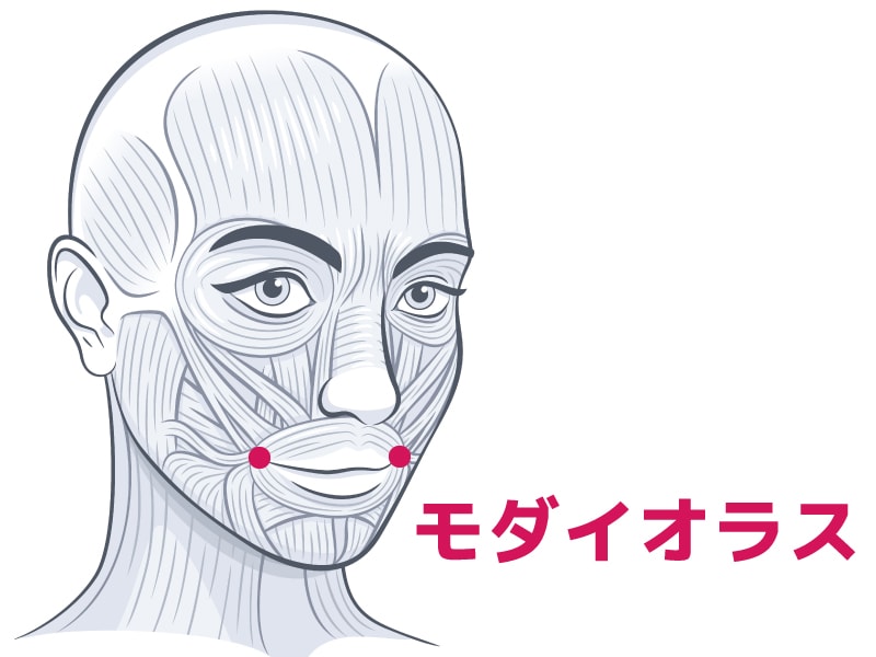 ポニョの正体は「脂肪＋筋肉（モダイオラス）」