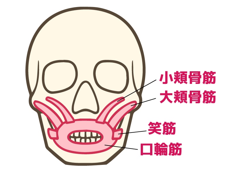 口回りの筋肉の発達