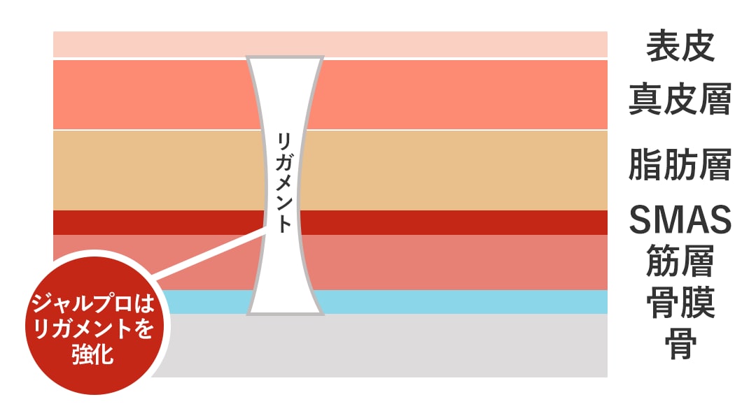 最重要ポイント!顔の”柱”である「リガメント」を育てて引き上げる