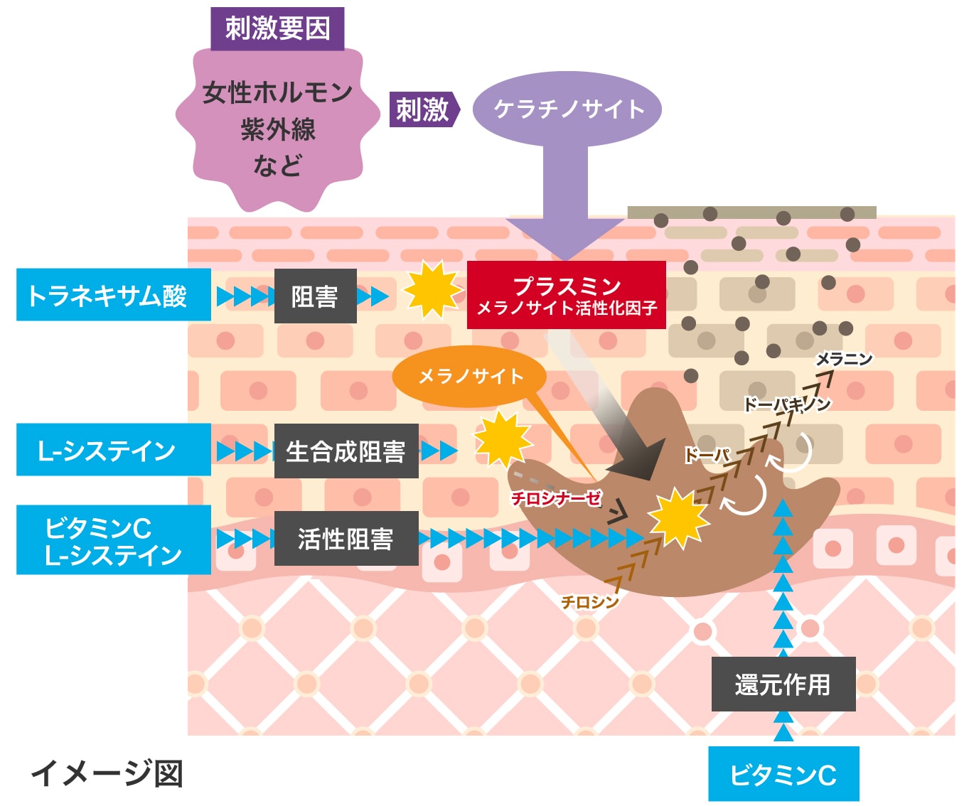 シミを作る働きを阻害する