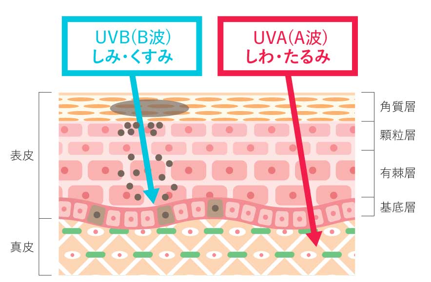 たるみの原因になる紫外線も侮れない