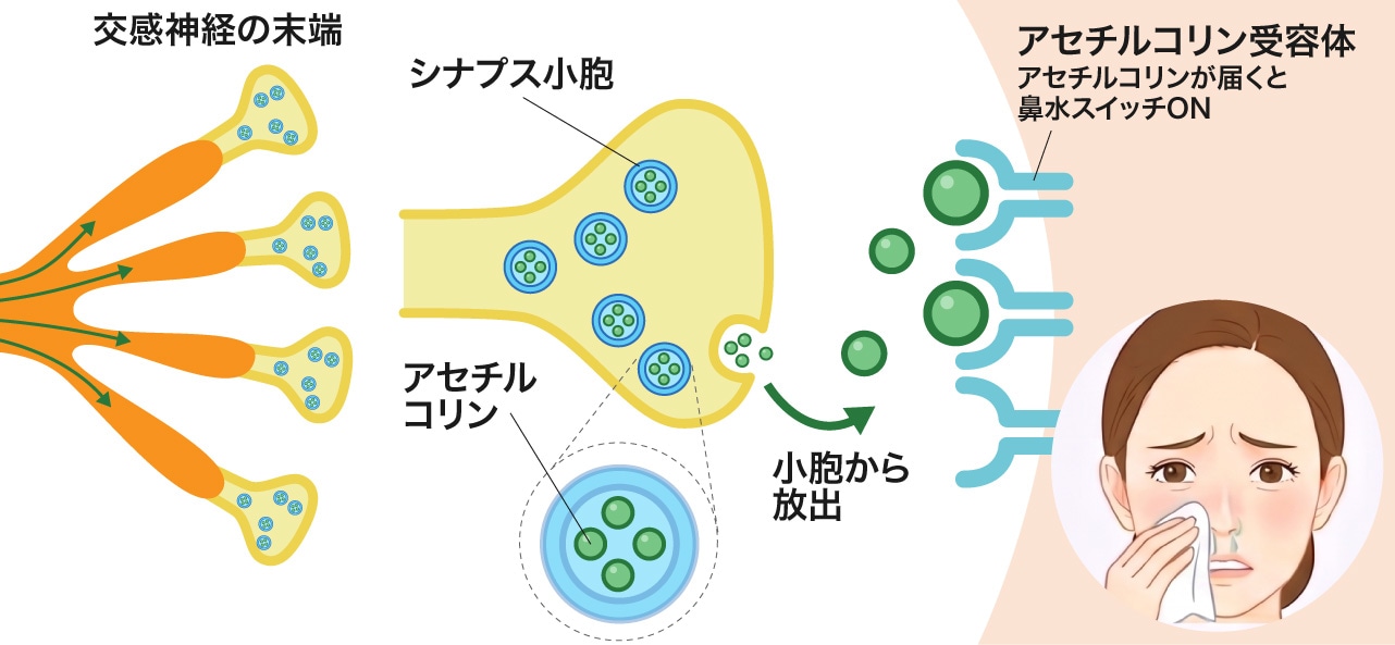 通常の鼻水が出るメカニズム