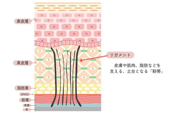 「リガメント」がポイント