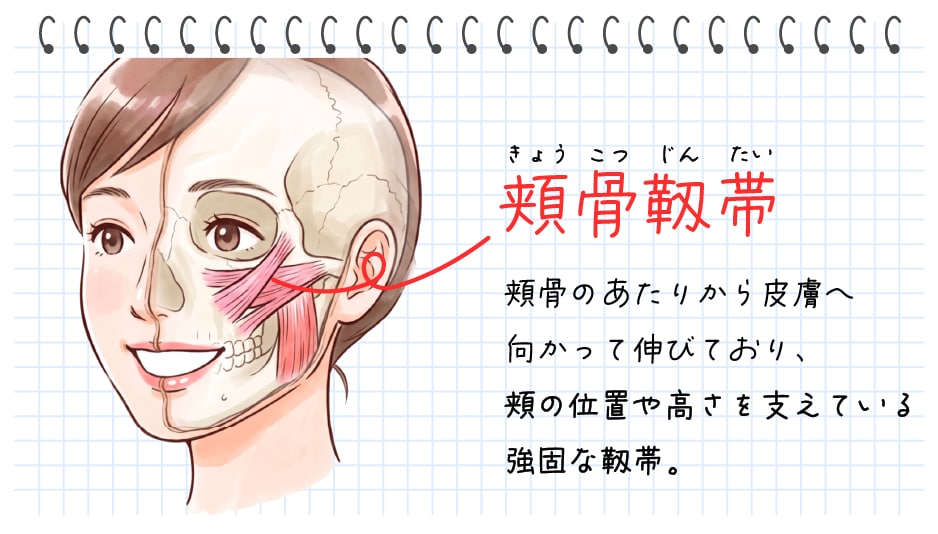 進化①：「<span style="color: #ff0029;"><b>頬骨靭帯 </b></span>へのアプローチで引き上げ力アップ」