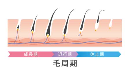 毛には周期がある！？