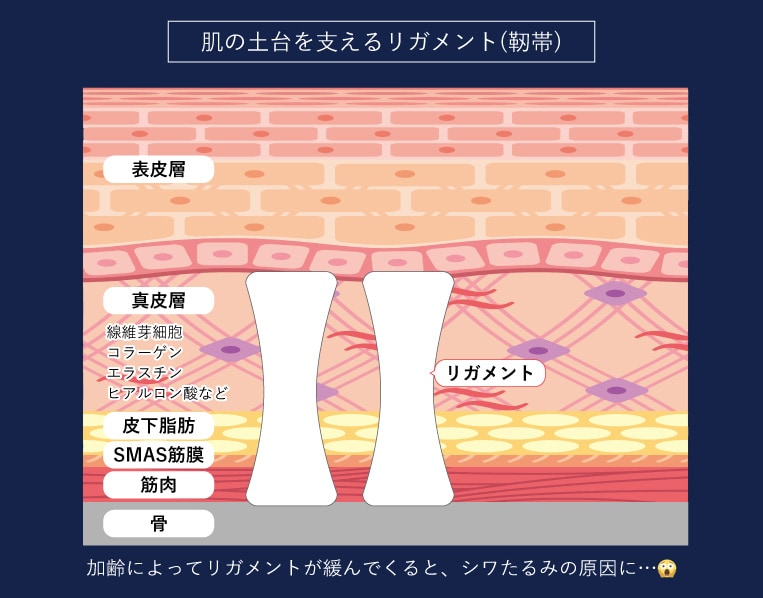 リガメントを強化するってどういうこと？