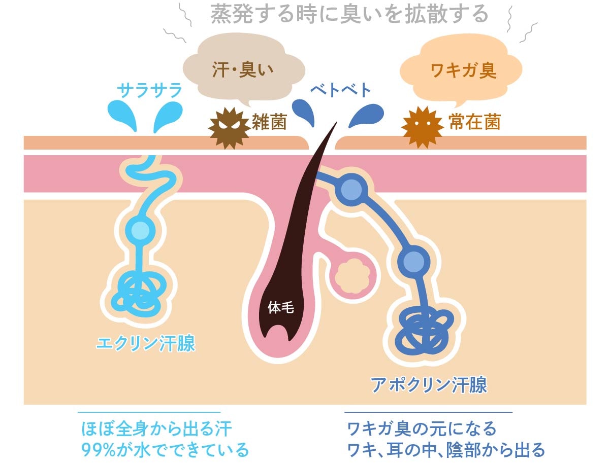 アポリン腺とエクリン汗腺の違い